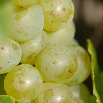 Silvaner ANT 1036
